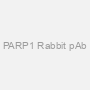 PARP1 Rabbit pAb